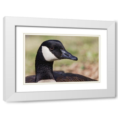 Canada goose-Kentucky White Modern Wood Framed Art Print with Double Matting by Jones, Adam