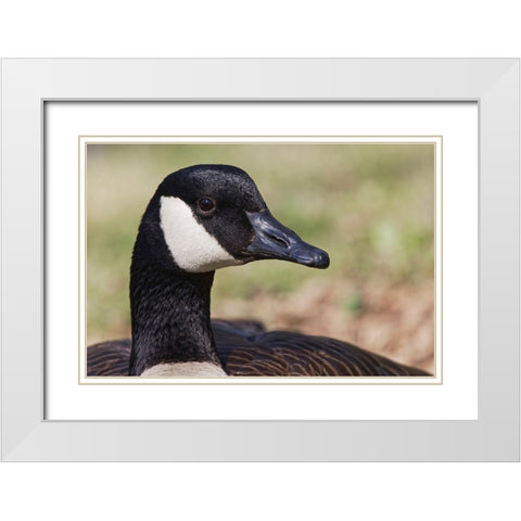 Canada goose-Kentucky White Modern Wood Framed Art Print with Double Matting by Jones, Adam