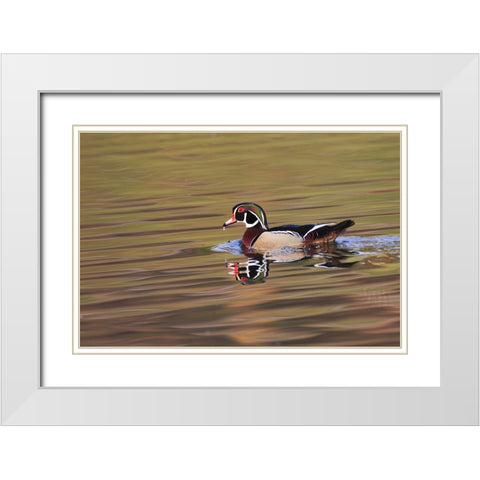 Wood duck drake-Kentucky White Modern Wood Framed Art Print with Double Matting by Jones, Adam