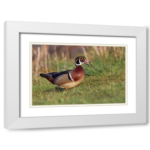 Wood duck drake-Kentucky White Modern Wood Framed Art Print with Double Matting by Jones, Adam