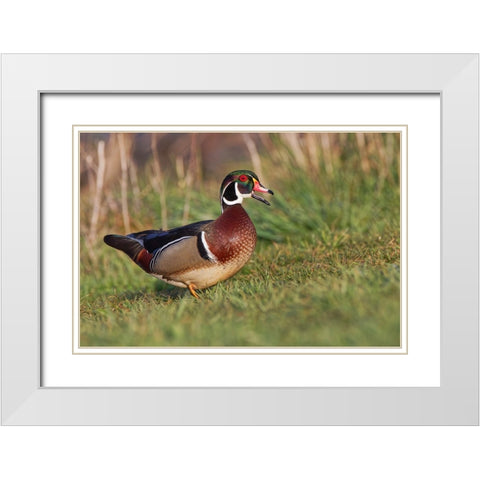 Wood duck drake-Kentucky White Modern Wood Framed Art Print with Double Matting by Jones, Adam