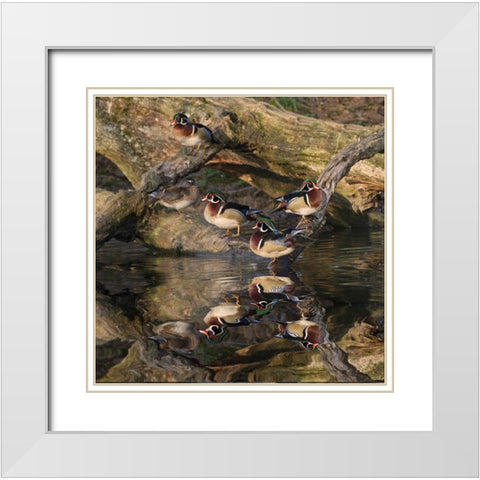 Male and female wood ducks-resting on fallen tree-Kentucky White Modern Wood Framed Art Print with Double Matting by Jones, Adam