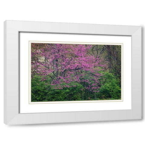Eastern redbud-Kentucky White Modern Wood Framed Art Print with Double Matting by Jones, Adam