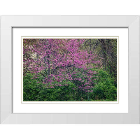 Eastern redbud-Kentucky White Modern Wood Framed Art Print with Double Matting by Jones, Adam
