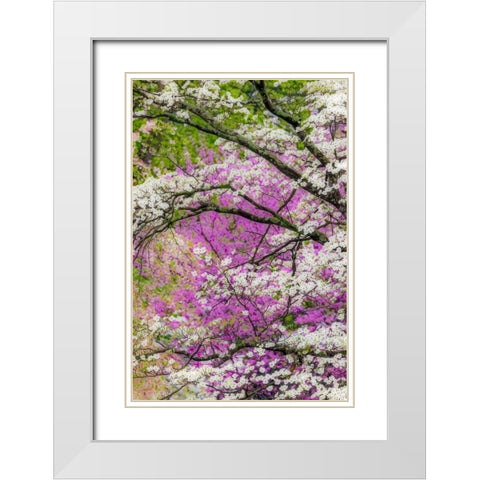 Soft focus view of flowering dogwood tree and distant Eastern redbud-Kentucky White Modern Wood Framed Art Print with Double Matting by Jones, Adam