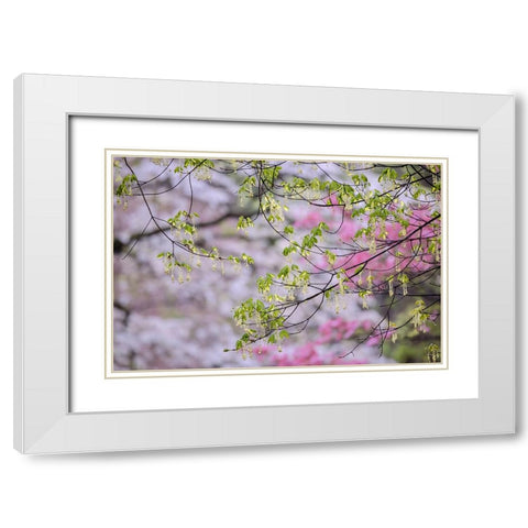 Red maple with whirlybird seeds-Kentucky White Modern Wood Framed Art Print with Double Matting by Jones, Adam