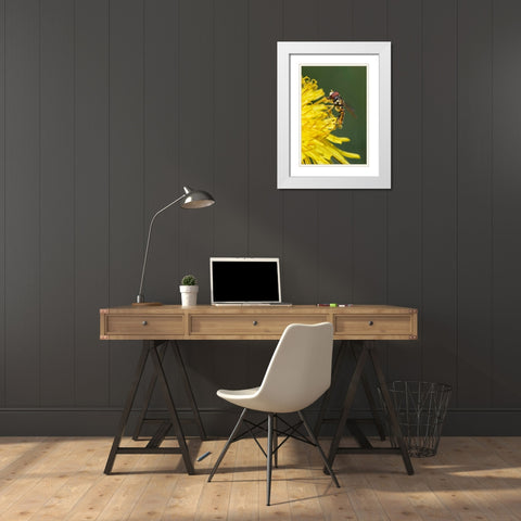 Hover fly on yellow dandelion flower-Kentucky White Modern Wood Framed Art Print with Double Matting by Jones, Adam