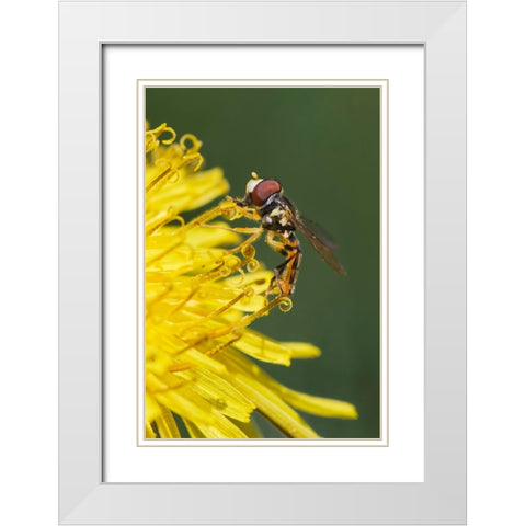 Hover fly on yellow dandelion flower-Kentucky White Modern Wood Framed Art Print with Double Matting by Jones, Adam