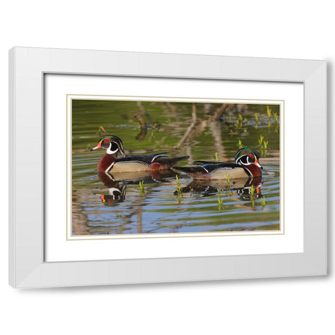 Male wood ducks-Kentucky White Modern Wood Framed Art Print with Double Matting by Jones, Adam