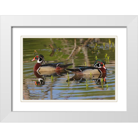 Male wood ducks-Kentucky White Modern Wood Framed Art Print with Double Matting by Jones, Adam