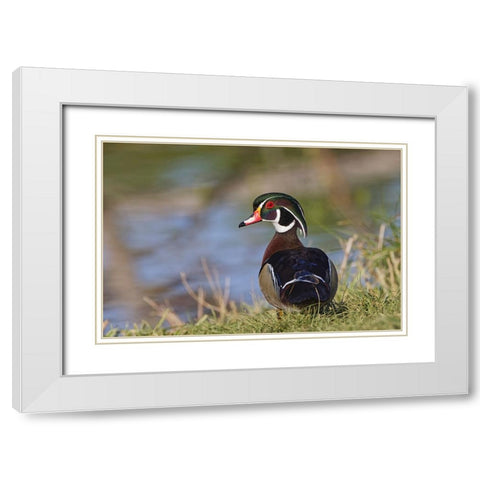 Male-wood Duck-Kentucky White Modern Wood Framed Art Print with Double Matting by Jones, Adam