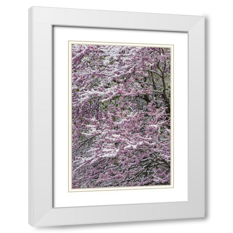 Light snow on Eastern redbud tree in early spring-Louisville-Kentucky White Modern Wood Framed Art Print with Double Matting by Jones, Adam