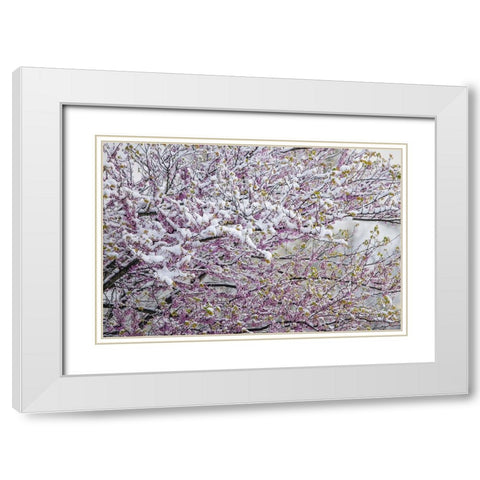 Light snow on Eastern redbud tree in early spring-Louisville-Kentucky White Modern Wood Framed Art Print with Double Matting by Jones, Adam