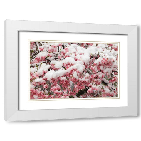 Light snow on pink dogwood tree in early spring-Louisville-Kentucky White Modern Wood Framed Art Print with Double Matting by Jones, Adam