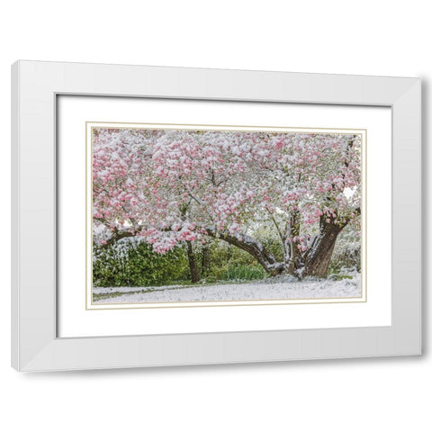 Light snow on pink dogwood tree in early spring-Louisville-Kentucky White Modern Wood Framed Art Print with Double Matting by Jones, Adam