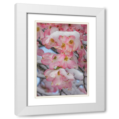 Light snow on pink dogwood tree in early spring-Louisville-Kentucky White Modern Wood Framed Art Print with Double Matting by Jones, Adam