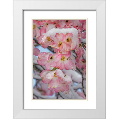 Light snow on pink dogwood tree in early spring-Louisville-Kentucky White Modern Wood Framed Art Print with Double Matting by Jones, Adam