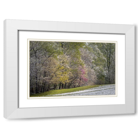 Light snow on trees in early spring-Louisville-Kentucky White Modern Wood Framed Art Print with Double Matting by Jones, Adam