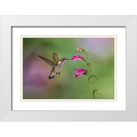Female Ruby-throated hummingbird flying around flower-Louisville-Kentucky White Modern Wood Framed Art Print with Double Matting by Jones, Adam