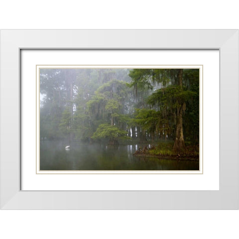 Louisiana, Lake Martin Great egret reflection White Modern Wood Framed Art Print with Double Matting by Morris, Arthur