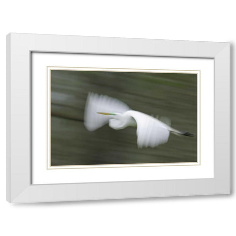 Louisiana Abstract of great egret in flight White Modern Wood Framed Art Print with Double Matting by Morris, Arthur