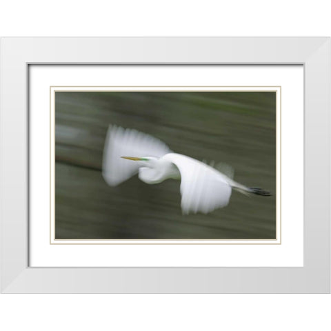 Louisiana Abstract of great egret in flight White Modern Wood Framed Art Print with Double Matting by Morris, Arthur