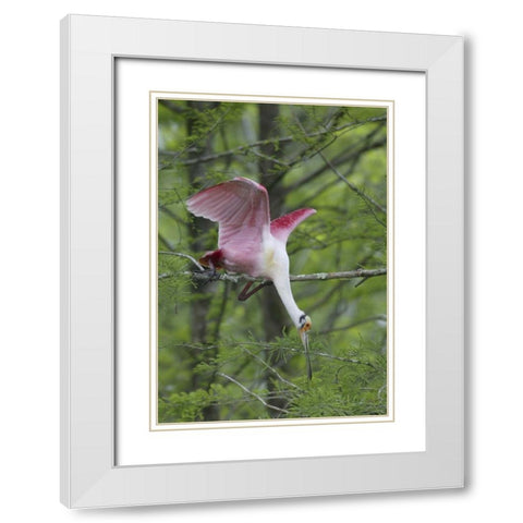 Louisiana, Roseate spoonbill stretches in a tree White Modern Wood Framed Art Print with Double Matting by Morris, Arthur