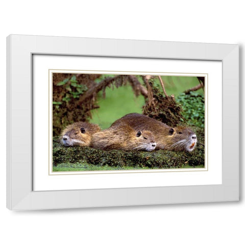 Louisiana,  Family of wild nutria resting on log White Modern Wood Framed Art Print with Double Matting by Welling, Dave