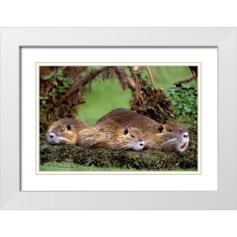 Louisiana,  Family of wild nutria resting on log White Modern Wood Framed Art Print with Double Matting by Welling, Dave