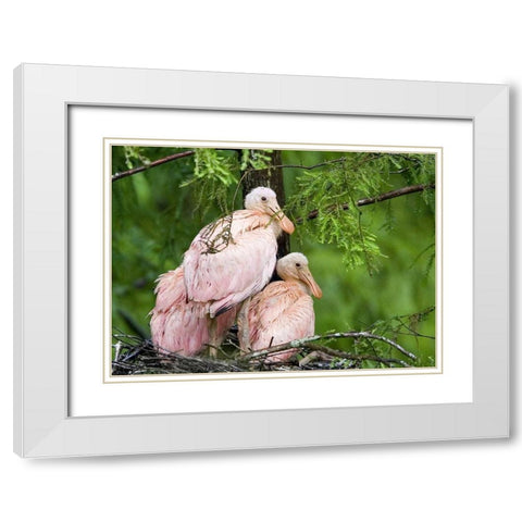 Louisiana Spoonbill chicks on their nest White Modern Wood Framed Art Print with Double Matting by Williams, Joanne