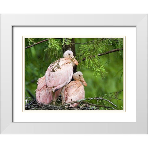 Louisiana Spoonbill chicks on their nest White Modern Wood Framed Art Print with Double Matting by Williams, Joanne