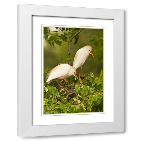 Louisiana, Jefferson Island Cattle egrets White Modern Wood Framed Art Print with Double Matting by Illg, Cathy and Gordon