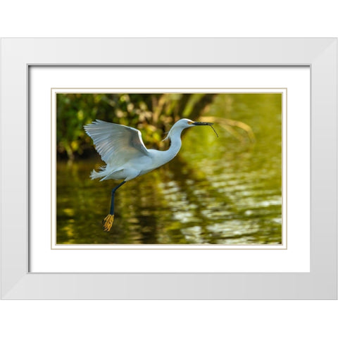 Louisiana-Jefferson Island Flying snowy egret brings stick to build nest White Modern Wood Framed Art Print with Double Matting by Jaynes Gallery