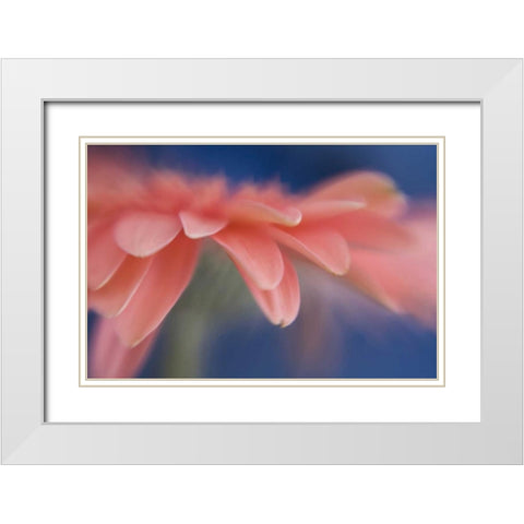 Maine, Harpswell Abstract of pink gerbera flower White Modern Wood Framed Art Print with Double Matting by Clemons, Kathleen