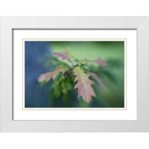 Maine, Harpswell Oak leaves in early autumn White Modern Wood Framed Art Print with Double Matting by Clemons, Kathleen