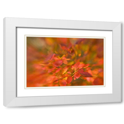 ME, Harpswell Impressionistic autumn foliage White Modern Wood Framed Art Print with Double Matting by Clemons, Kathleen