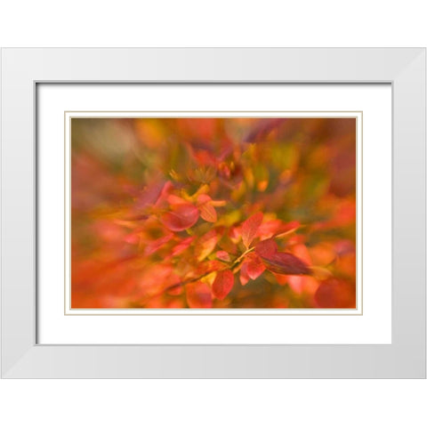 ME, Harpswell Impressionistic autumn foliage White Modern Wood Framed Art Print with Double Matting by Clemons, Kathleen