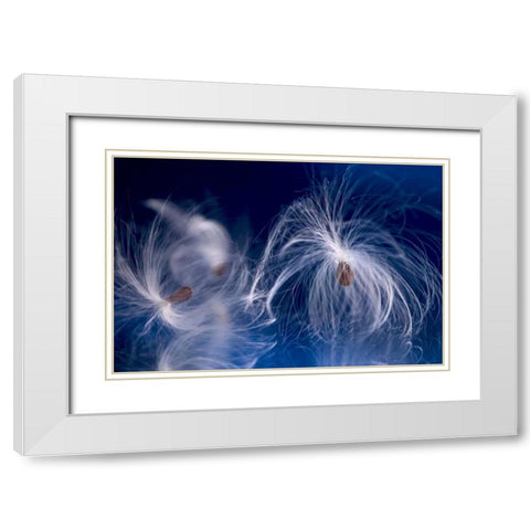Maine, Harpswell Milkweed seeds on a mirror White Modern Wood Framed Art Print with Double Matting by Clemons, Kathleen