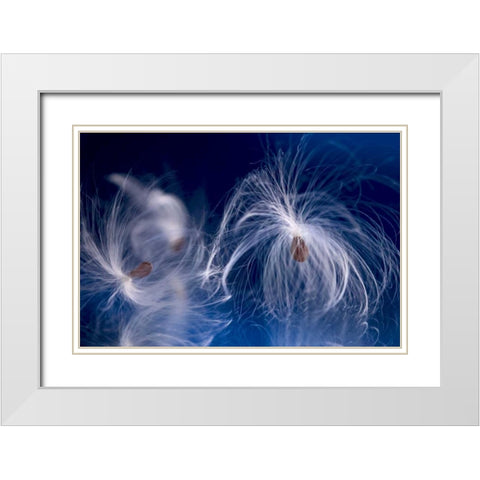 Maine, Harpswell Milkweed seeds on a mirror White Modern Wood Framed Art Print with Double Matting by Clemons, Kathleen