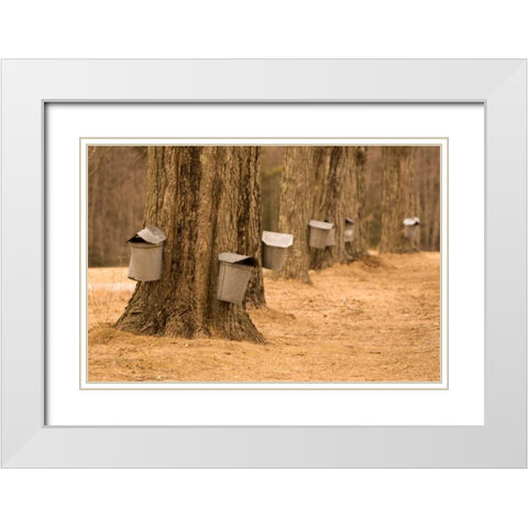 Maine, Harpswell Tapping maple trees White Modern Wood Framed Art Print with Double Matting by Clemons, Kathleen