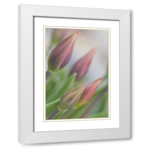 ME, Harpswell Tulip buds in a flower garden White Modern Wood Framed Art Print with Double Matting by Clemons, Kathleen
