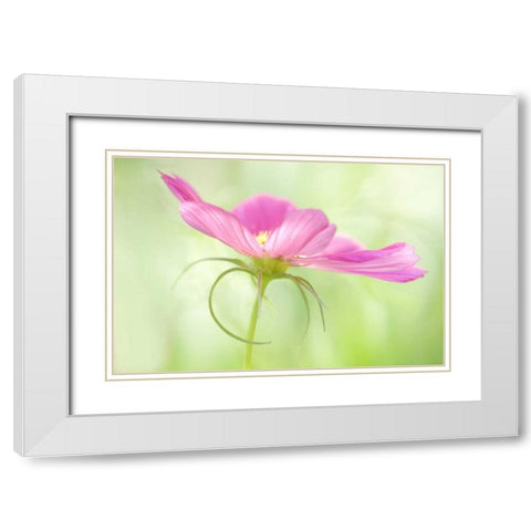 USA, Maine, Harpswell Close-up of a pink cosmos White Modern Wood Framed Art Print with Double Matting by Clemons, Kathleen