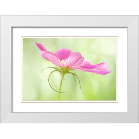 USA, Maine, Harpswell Close-up of a pink cosmos White Modern Wood Framed Art Print with Double Matting by Clemons, Kathleen