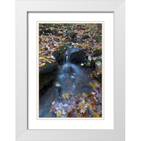 USA, Maine, Acadia NP Fallen leaves on stream White Modern Wood Framed Art Print with Double Matting by Rotenberg, Nancy
