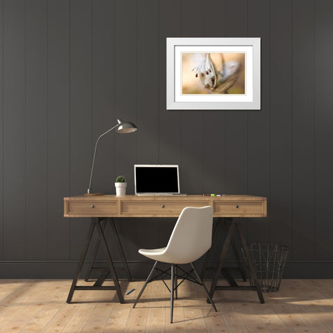 Maine, Harpswell Milkweed seeds in autumn White Modern Wood Framed Art Print with Double Matting by Clemons, Kathleen