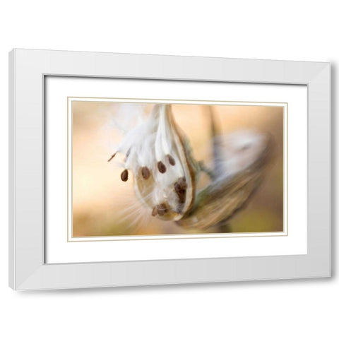 Maine, Harpswell Milkweed seeds in autumn White Modern Wood Framed Art Print with Double Matting by Clemons, Kathleen