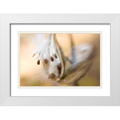 Maine, Harpswell Milkweed seeds in autumn White Modern Wood Framed Art Print with Double Matting by Clemons, Kathleen