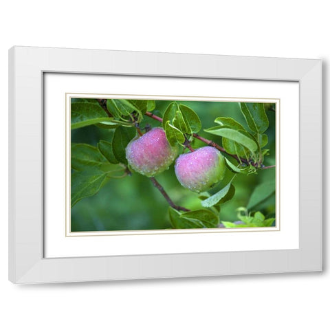 Maine, Harpswell Dew-covered apples on tree White Modern Wood Framed Art Print with Double Matting by Clemons, Kathleen