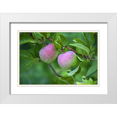 Maine, Harpswell Dew-covered apples on tree White Modern Wood Framed Art Print with Double Matting by Clemons, Kathleen