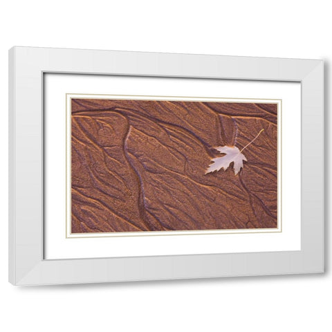 Maine, Phippsburg Leaf on Popham Beach, sunrise White Modern Wood Framed Art Print with Double Matting by Clemons, Kathleen